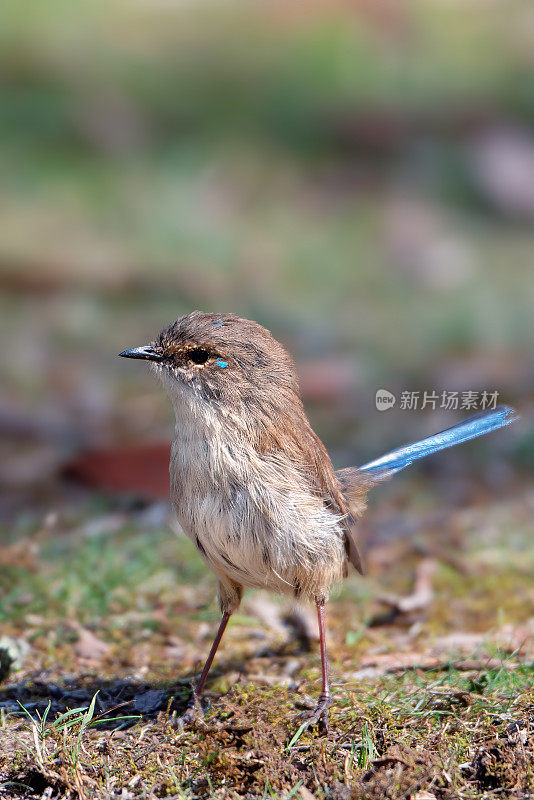 幼雄超仙女鹪鹩(Malurus cyaneus)